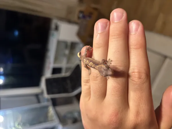 Crested gecko üst kalite yavrular 2