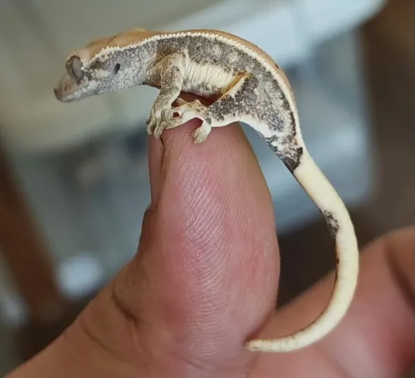 Yavru Crested Gecko 1