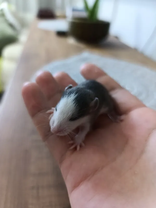 9 adet dumbo husky albino rat yavruları sahiplendirilecektir 3