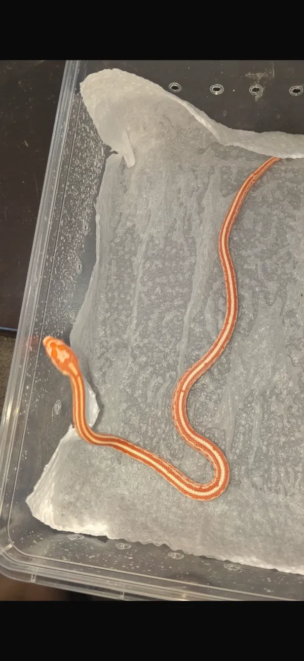 CORN SNAKE 4