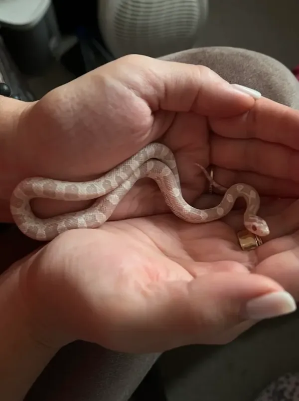 2 aylık corn snake - Bursa konumunda Satılık ilan