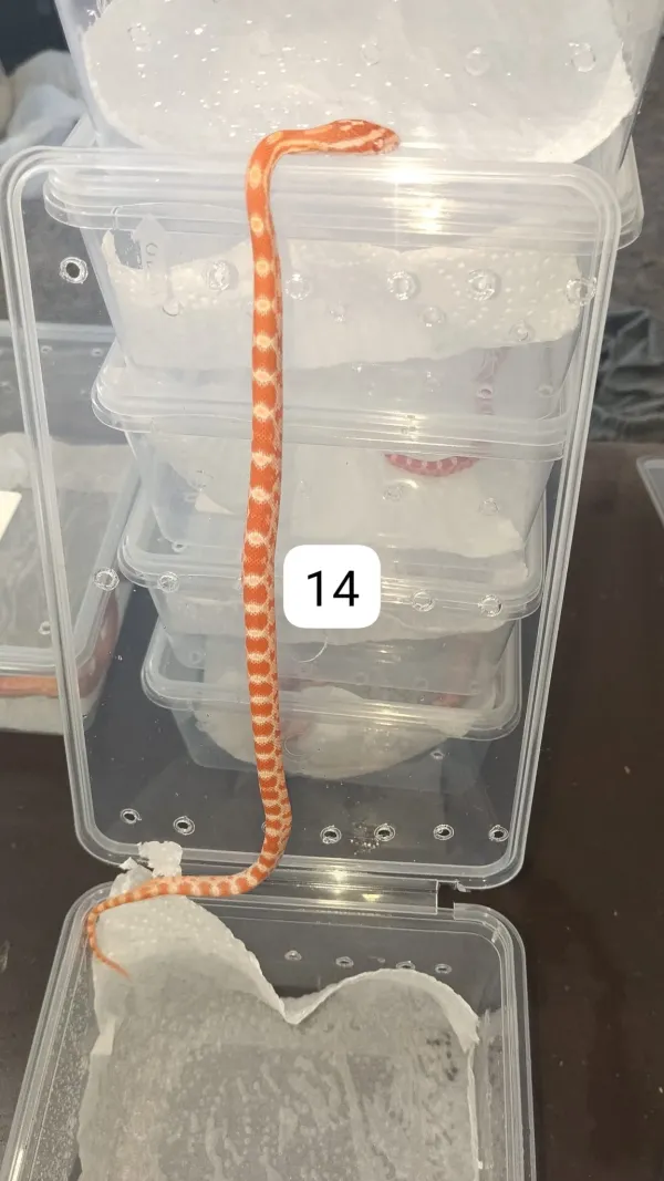 🔥 Üst Düzey Corn Snake Morfları – Kaçırılmayacak Fırsat! 4