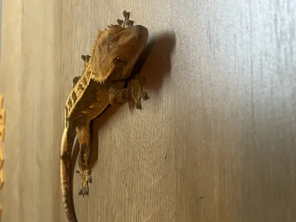 1,5 yaşında sağlıklı erkek Crested Geckolar 1