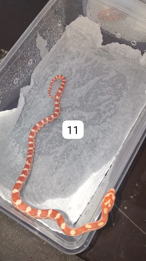 🔥 Üst Düzey Corn Snake Morfları – Kaçırılmayacak Fırsat! 5