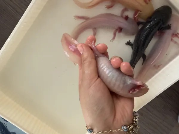 5 adet büyük boy axolotl 5