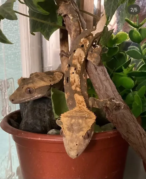 CRESTED GECKO 3 YAŞINDA 1