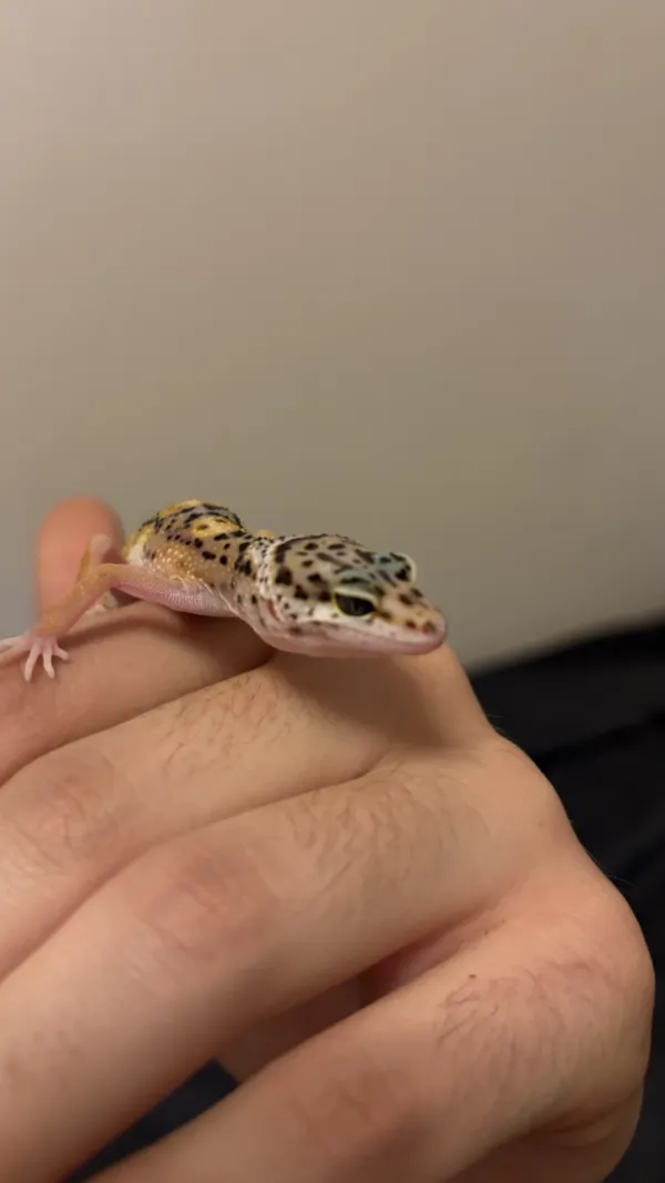 5 aylık Leopard Geckolar 1
