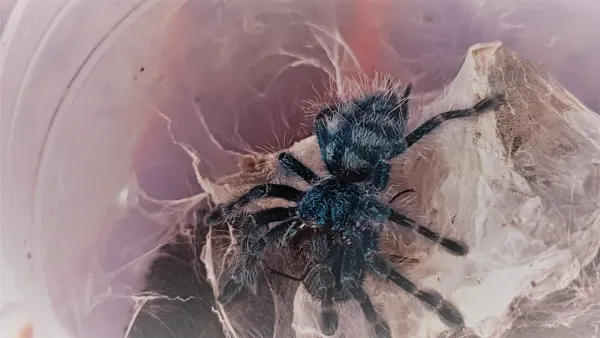 Caribena Versicolor L2 Koleksiyonluk Burada - İstanbul konumunda Satılık ilan