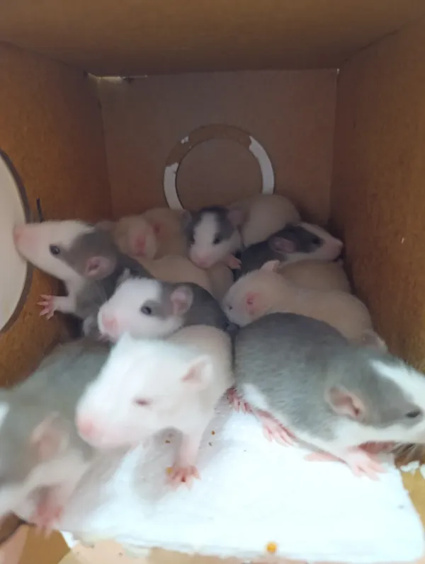 9 adet dumbo husky albino rat yavruları sahiplendirilecektir 5