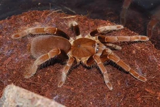 Hysterocrates Gigas - Kocaeli konumunda Satılık ilan