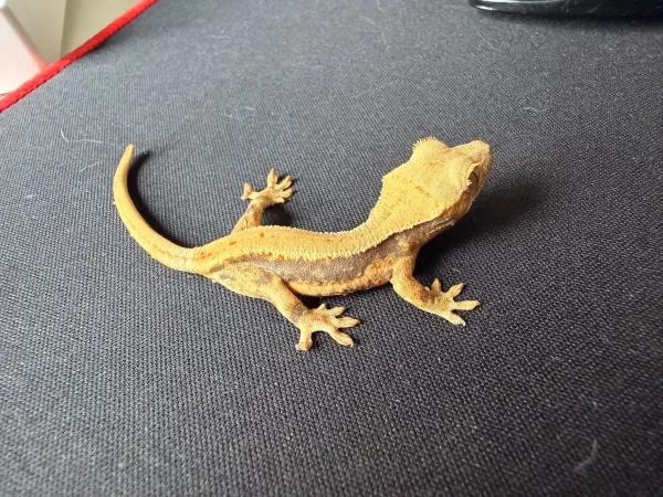 Yavru crested gecko 2