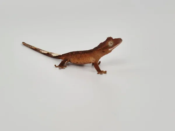 Sağlıklı Yavru Crested Geckolar 2