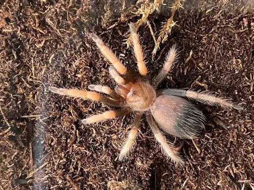 O Sadece Burada Boehmei Ateş Bacak! 2