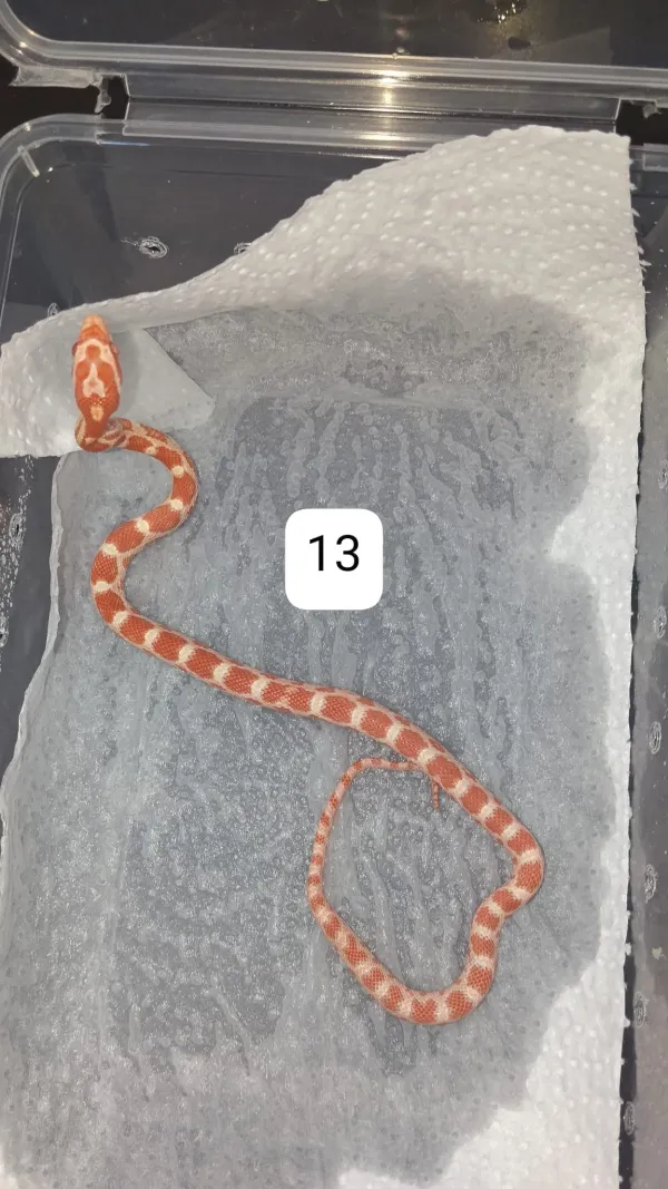 🔥 Üst Düzey Corn Snake Morfları – Kaçırılmayacak Fırsat! 2
