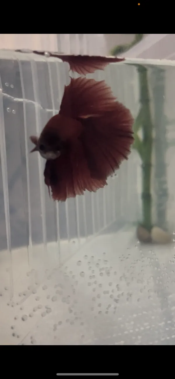 2 tane İthal beta balığı 2