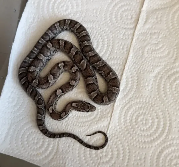 Corn snake iki farklı morph 2