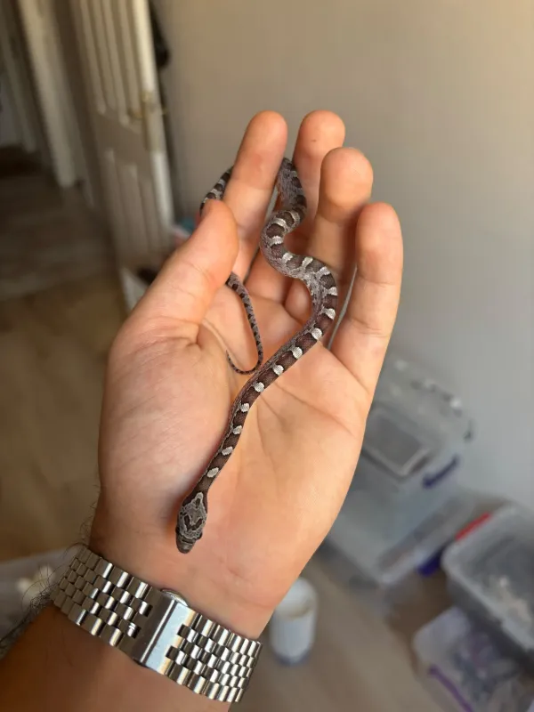 🔥 Üst Düzey Corn Snake Morfları – Kaçırılmayacak Fırsat! 3