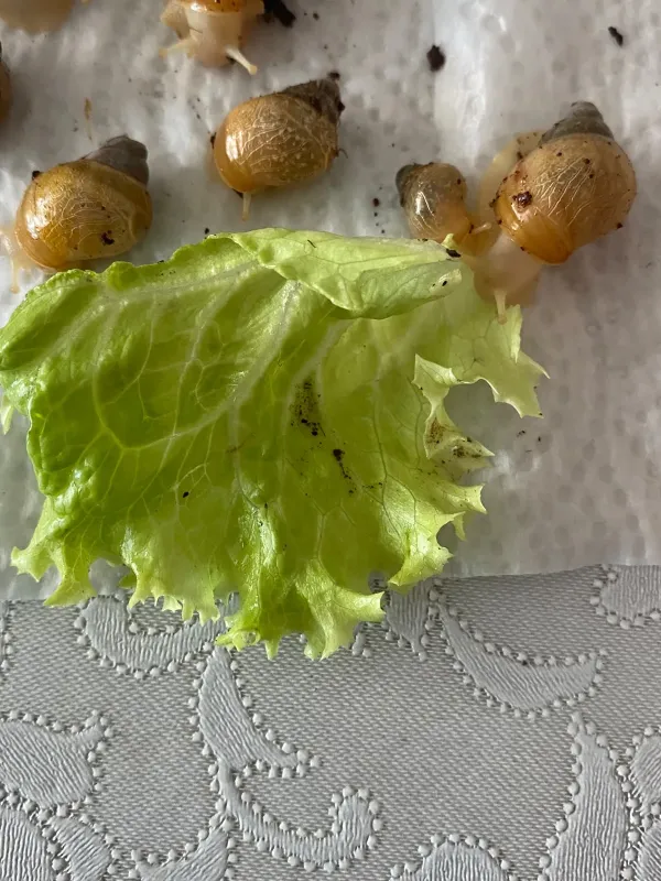 dev afrika salyangozu yavruları ve anaç boy boy jadatzi rodatzi (Tüm Türkiye&amp;#039;ye Kargo İmkanı) 4