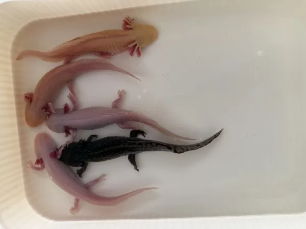 5 adet büyük boy axolotl 4