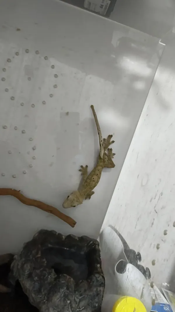 Yetişkin Erkek Crested Gecko + 40x40x60 Teraryum 1