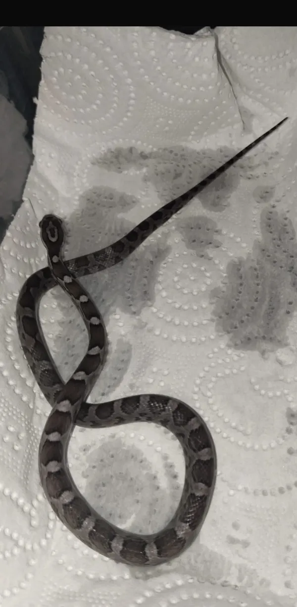 CORN SNAKE 3
