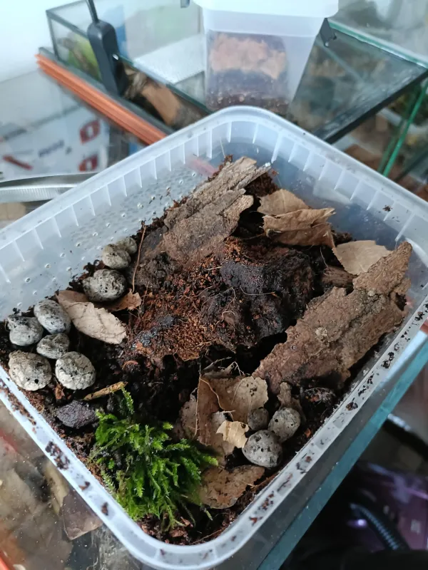 İtalyan akrebi (Euscorpius italicus) 3