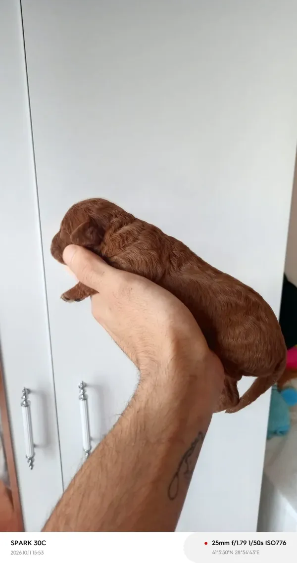 TOY POODLE RED BROWN YAVRULAR 3