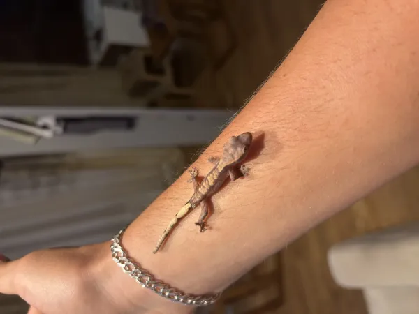 Crested gecko üst kalite yavrular 1
