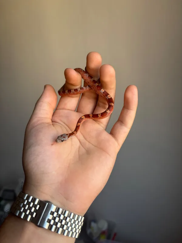 🔥 Üst Düzey Corn Snake Morfları – Kaçırılmayacak Fırsat! 2