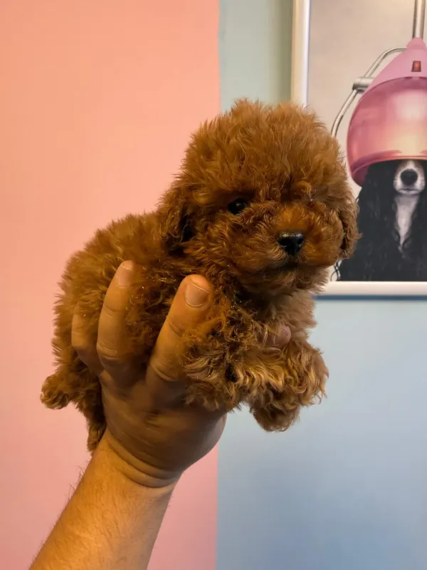 Poodle yavrular 2