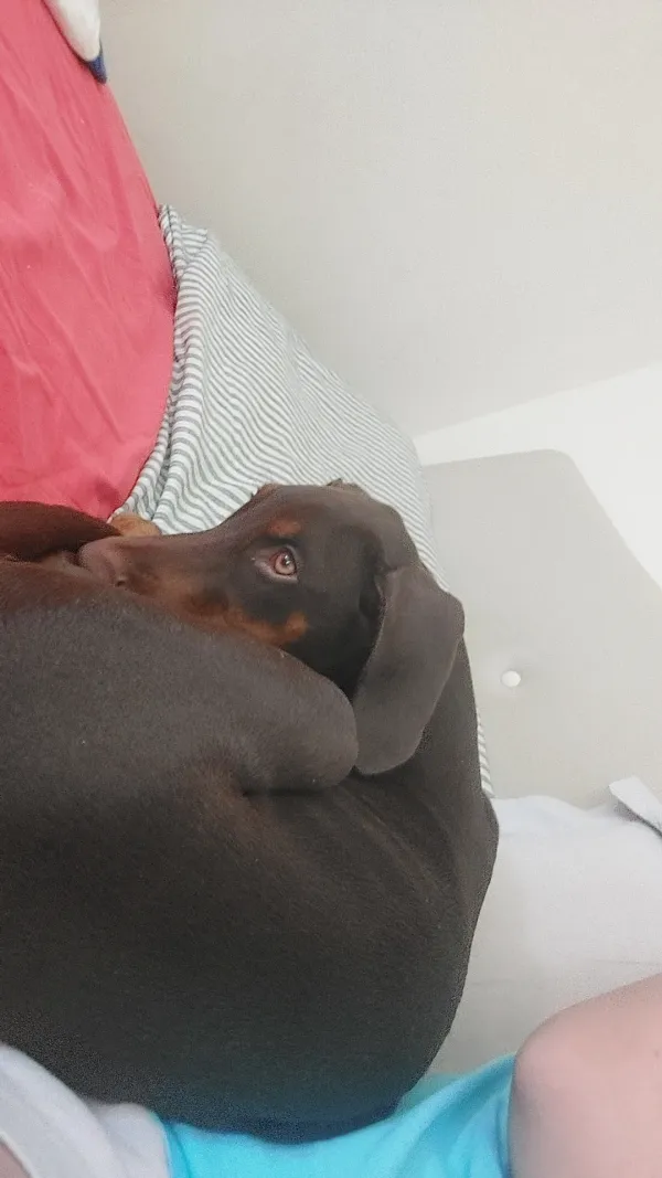 Nadir Bulunan Kızıl Kahve Doberman 3