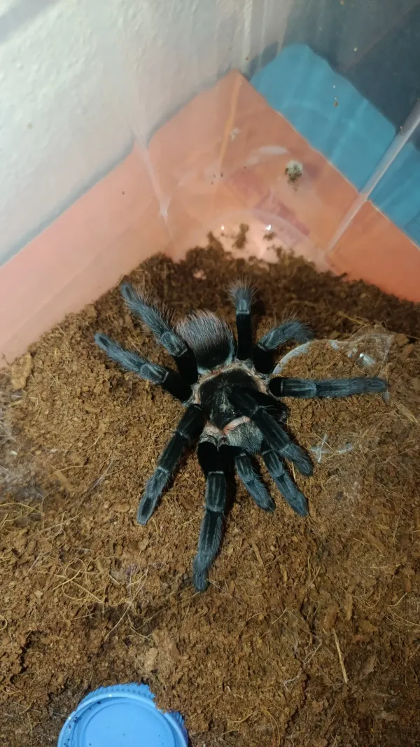 Tliltocatl vagans L-10 boyutunda 1