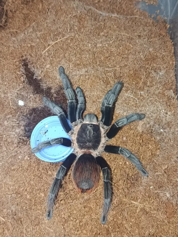 Tliltocatl vagans L-10 boyutunda 2