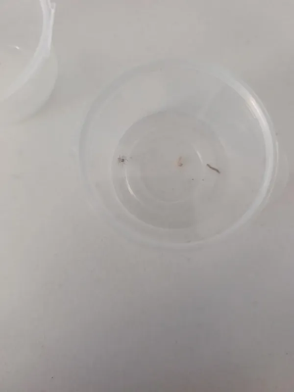 Plexippus paykulli l1 sağlıklı üretim 2