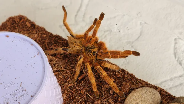 Pterinochilus murinus(orange baboon) juvenile 5