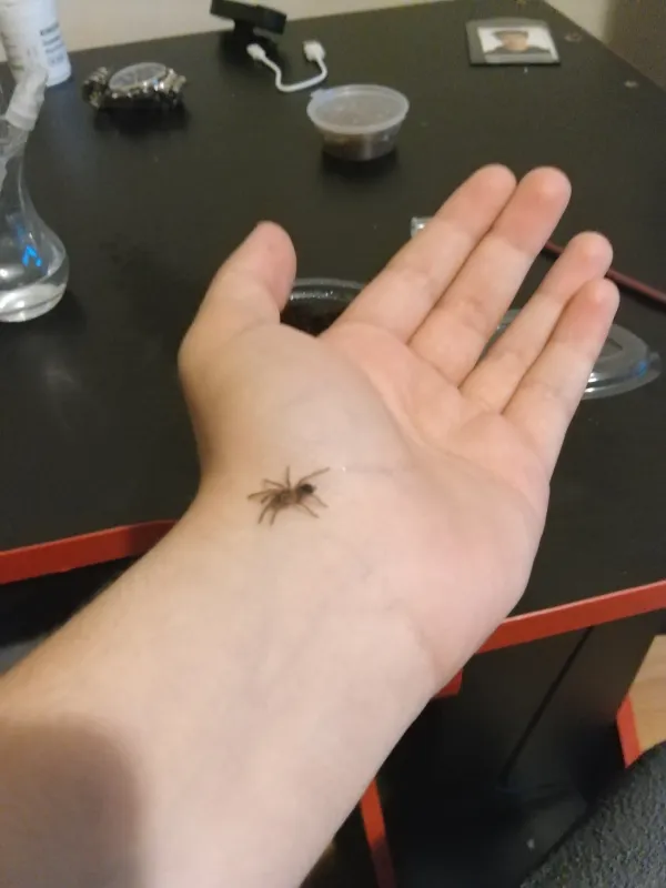tarantula slingleri ve empusa fasciatalar 3