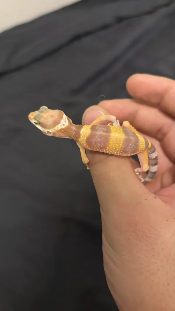 5 aylık Leopard Geckolar 5