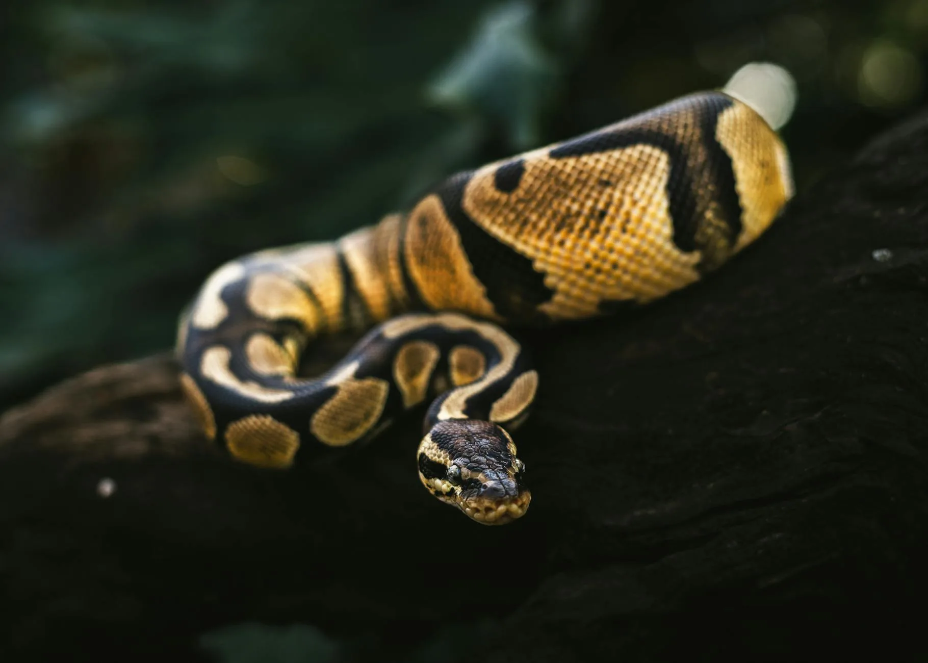 Ball Python: Yılan Sahipliğine Sakin Başlangıç
