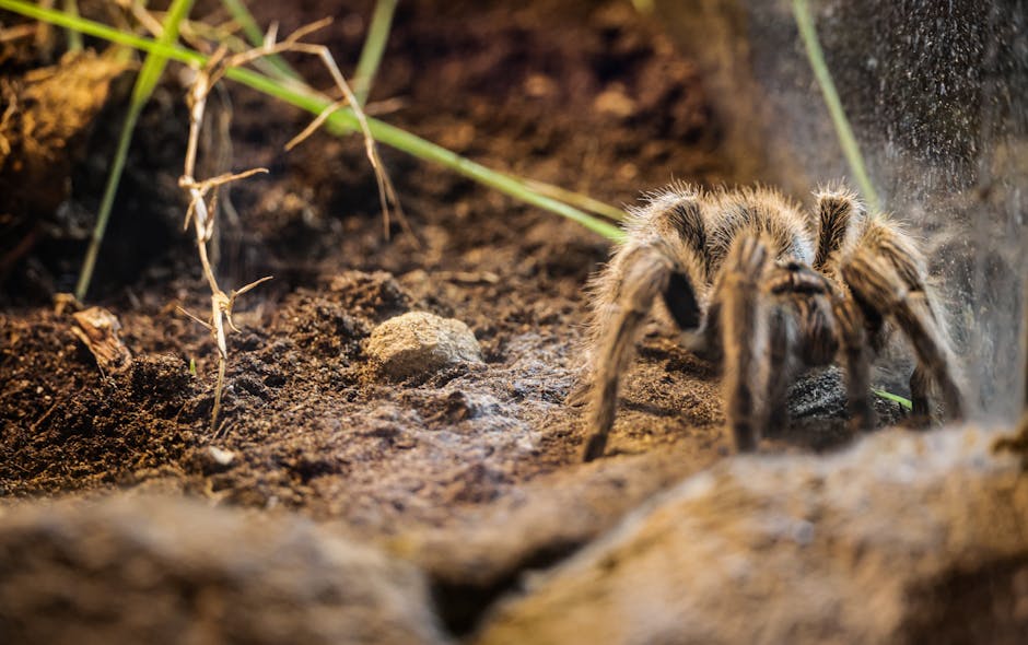 Canlı Yem Üretimi: Cırcır Böceği ve Mealworm