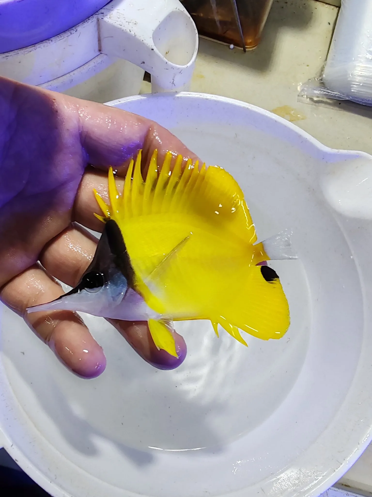 Foxface Rabbitfish Reef Uyumlu balığımız satışta - Balıkesir konumunda Satılık ilan