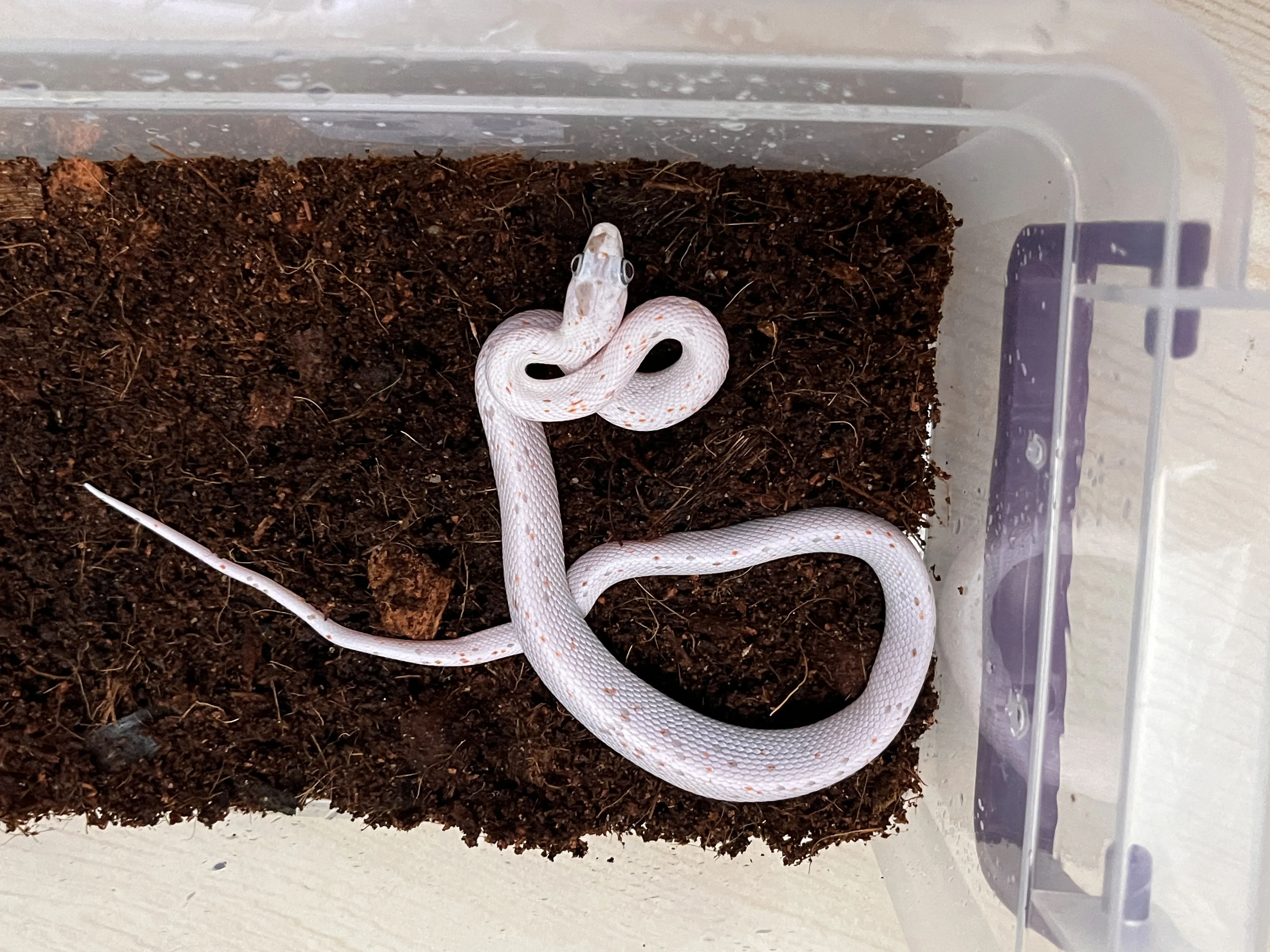 Yavru Palmetto Corn Snake