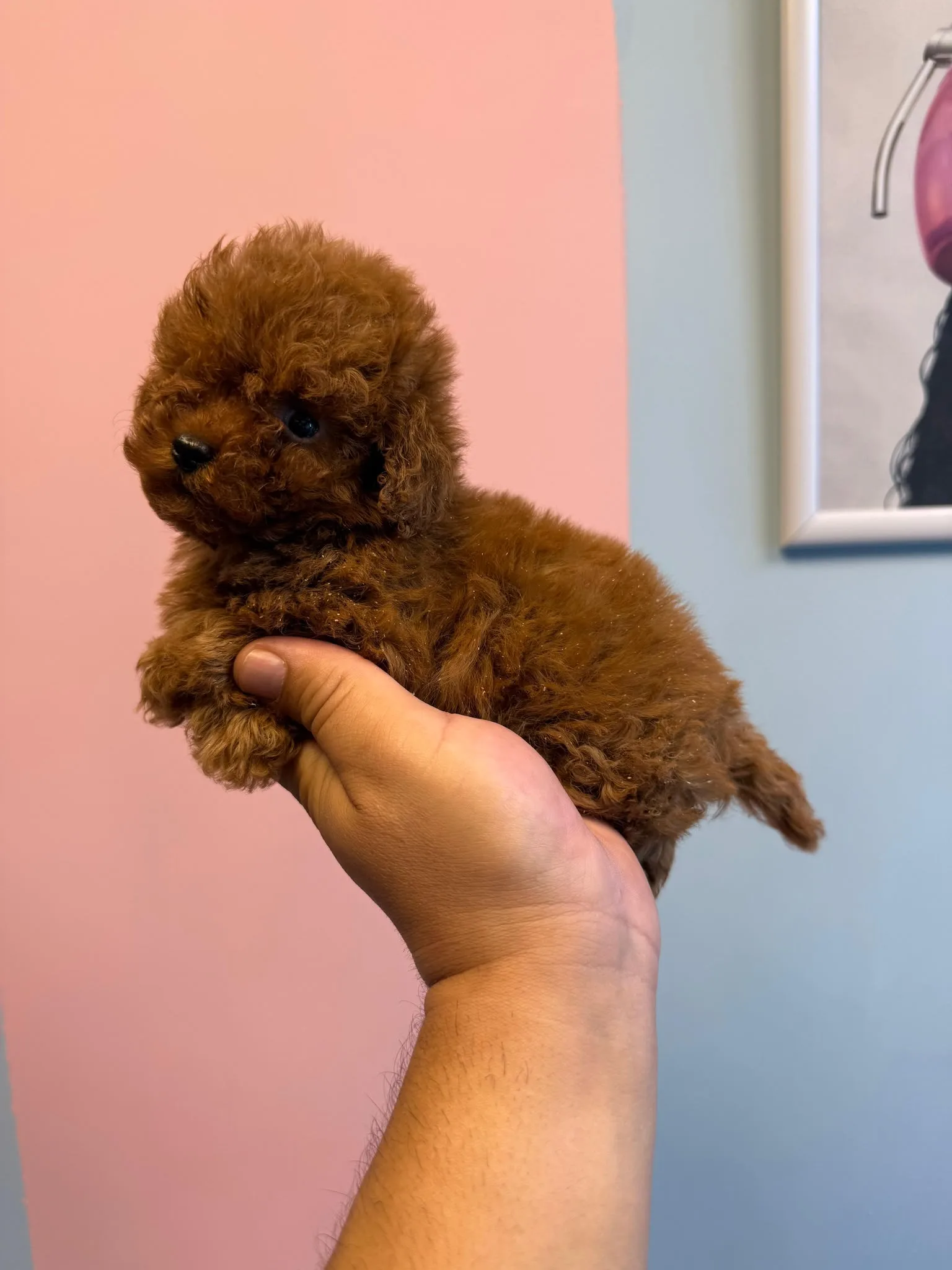 Poodle yavrular