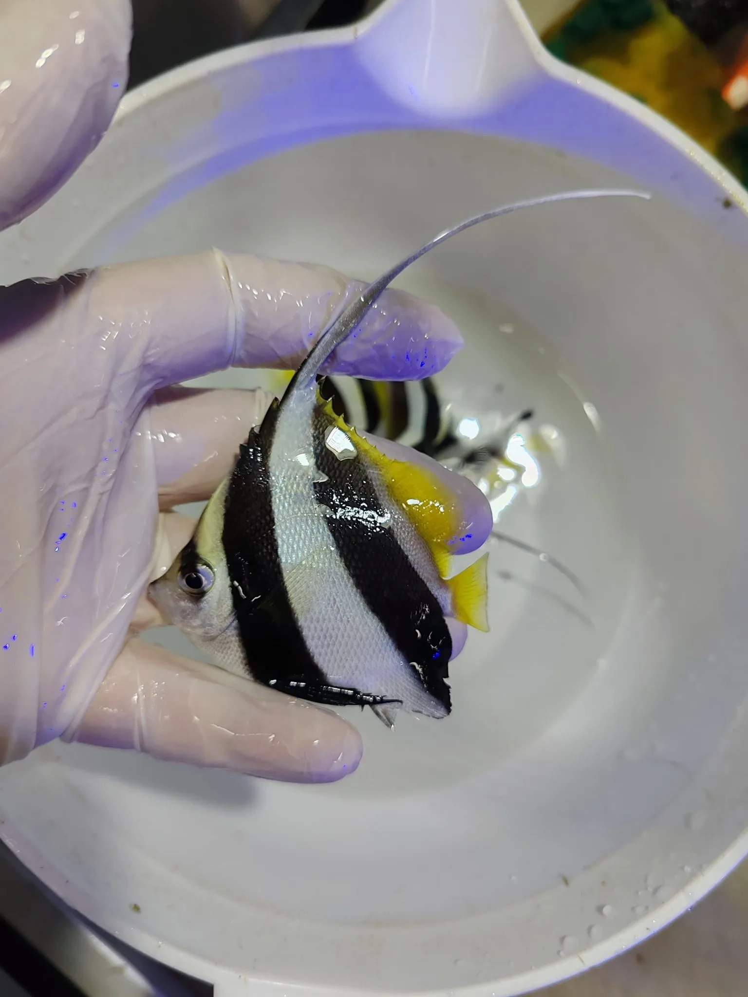 Sağlıklı banner fish (Schooling bannerfish) - Balıkesir konumunda Satılık ilan