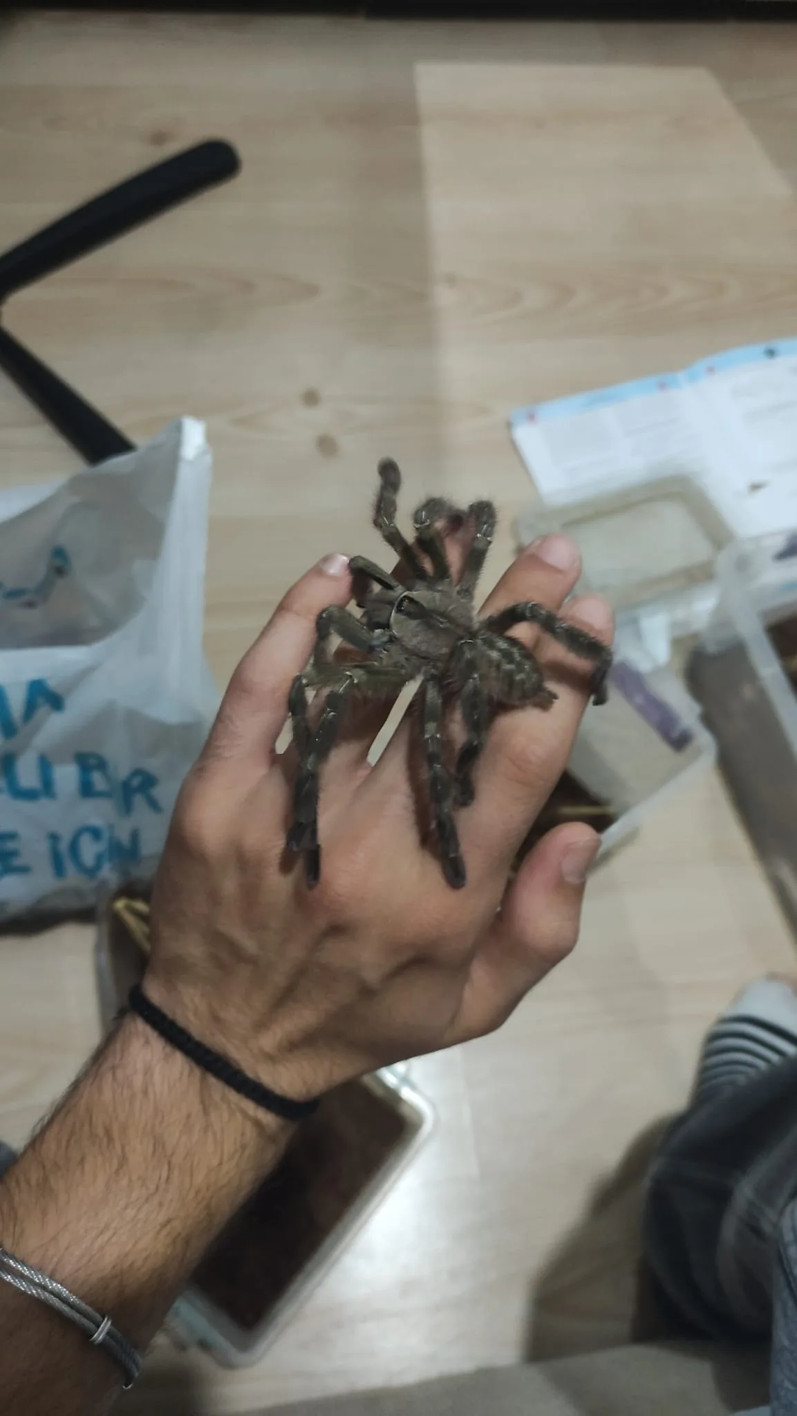 ADULT ERKEK REGALİSLER (ACİL)