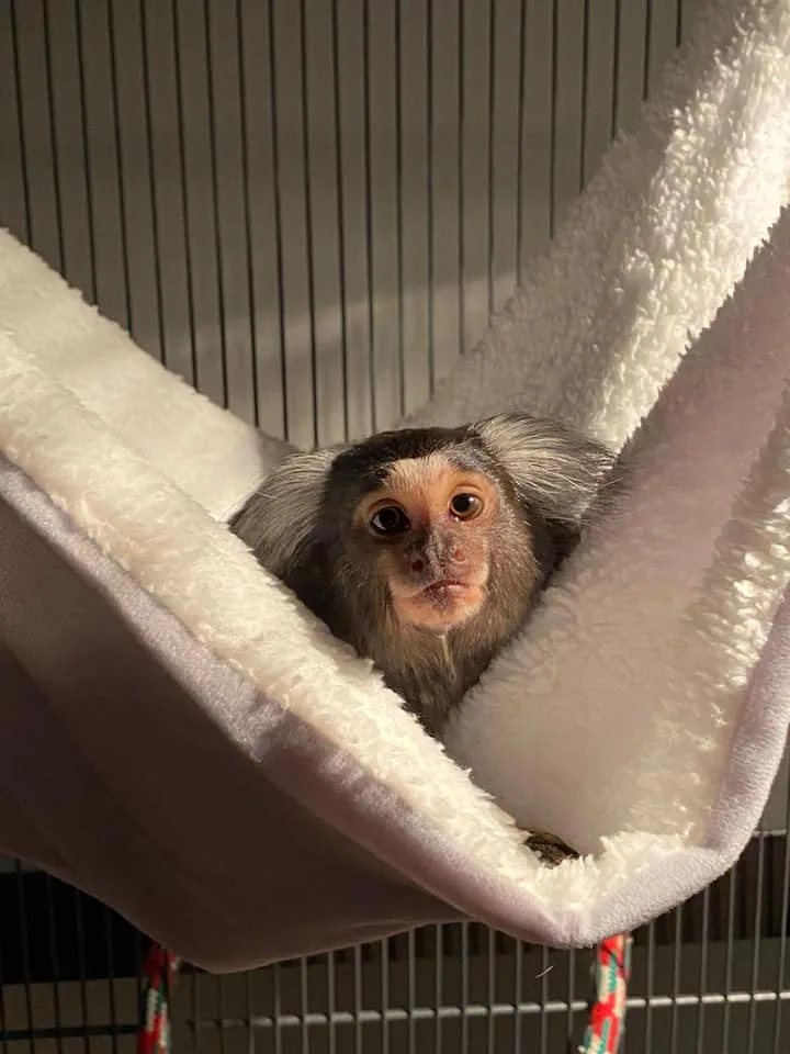 Common marmoset parmak maymun (erkek) - Antalya konumunda Satılık ilan