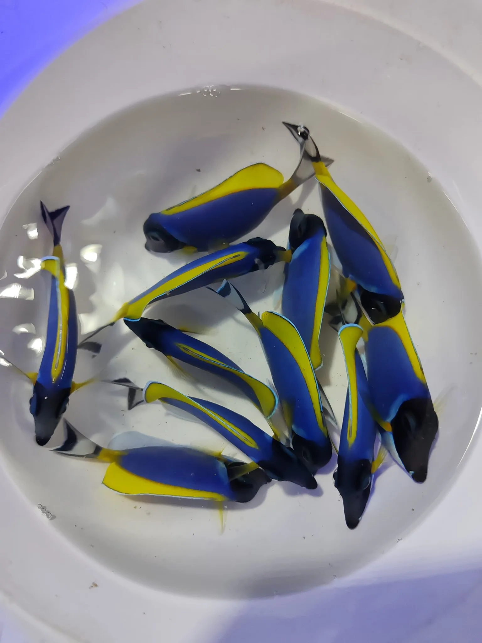 Sağlıklı blue tang ithal canlımız satıştadır - Balıkesir konumunda Satılık ilan