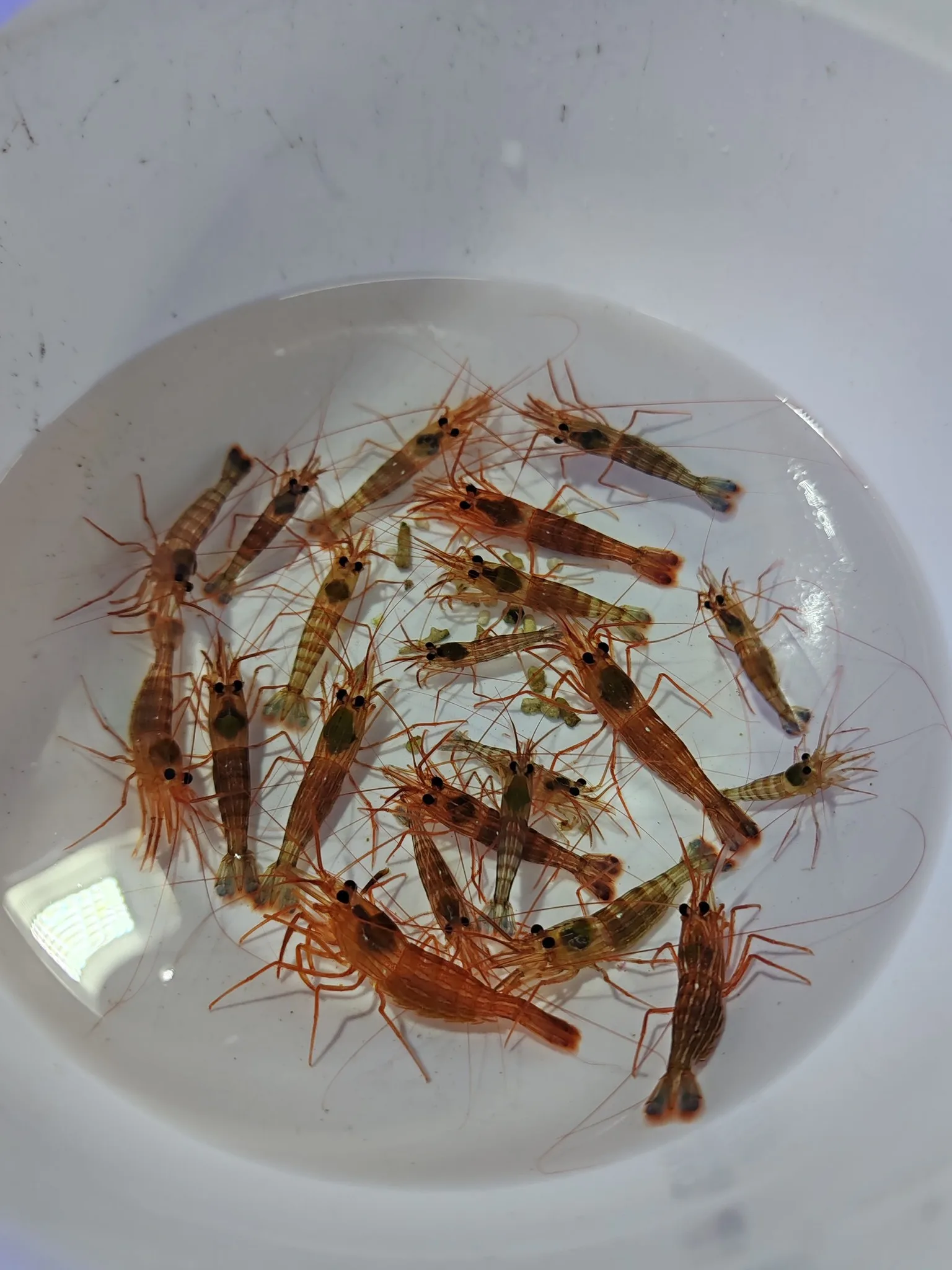 Peppermint Shrimp - temizlik karidesleri - Balıkesir konumunda Satılık ilan