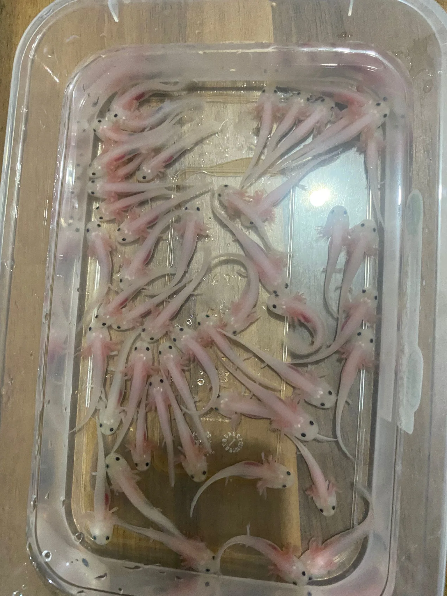 Premium Axolotl Çeşitleri | Küçük Boydan Büyük Boya 4-20 CM - İstanbul konumunda Satılık ilan