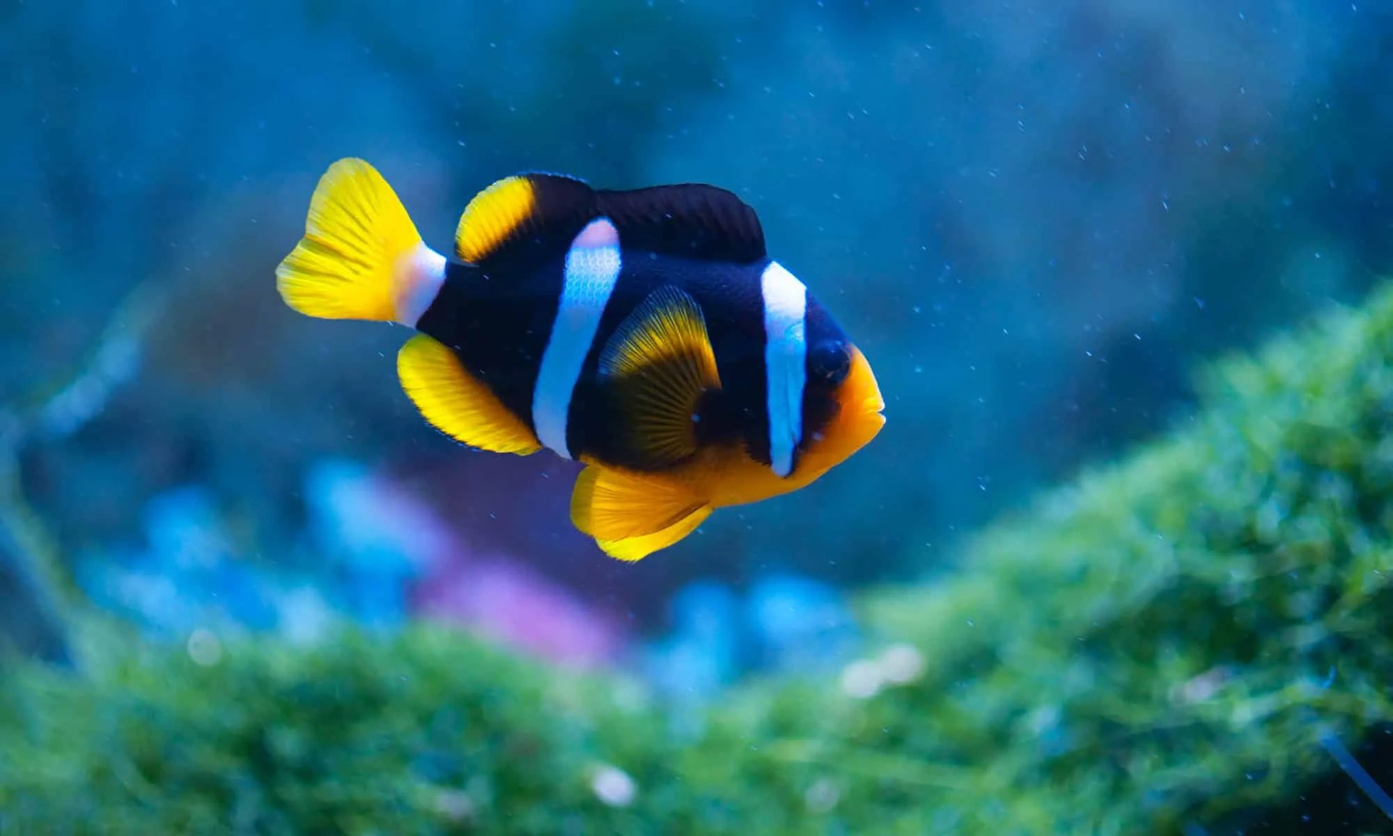 2 adet palyaço balığı clarki clownfish