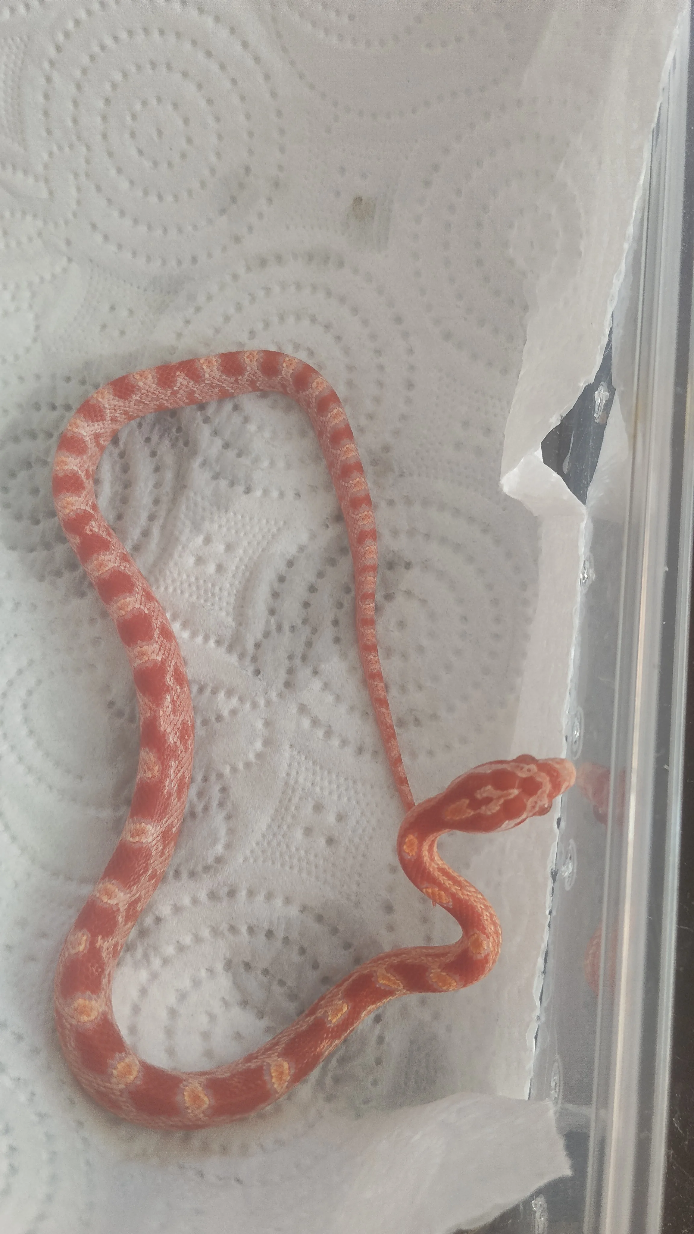 🔥 Üst Düzey Corn Snake Morfları – Kaçırılmayacak Fırsat!